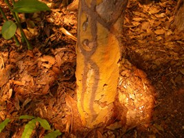 写真１　枯れ木の幹にあるタイワンシロアリ（赤茶色）とタカサゴシロアリ（焦茶色）の蟻道（自然史展示室のレプリカ）
