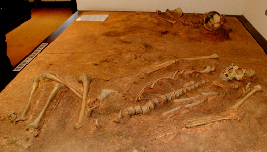 図3倉輪遺跡出土の人骨（模型）