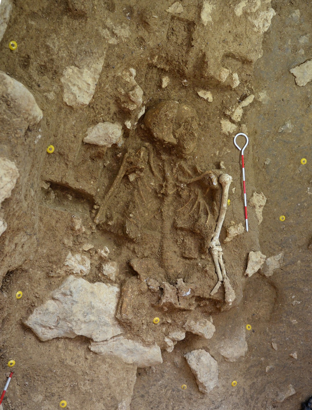 写真１：9千年前より古い地層から見つかった人骨。頭から骨盤までが見事に残っている。