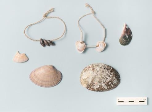 サキタリ洞遺跡出土の貝類と貝器（再現品）