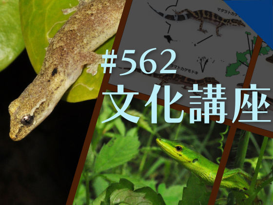 博物館文化講座「沖縄のヤモリ・トカゲ－爬虫類を通して島を見る－」
