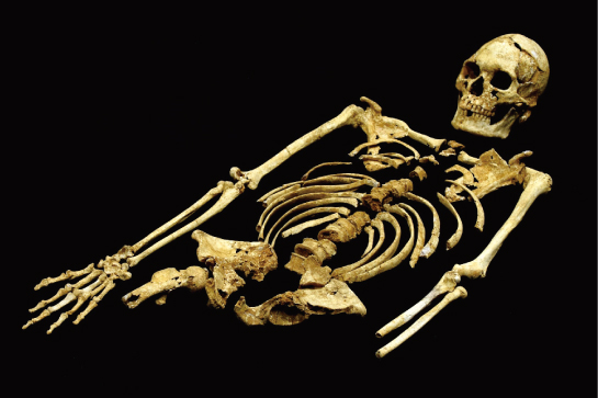 《サキタリ洞人１号全身骨格》の写真