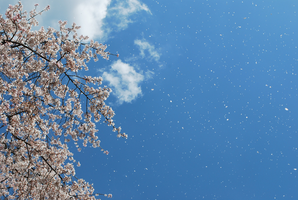 新海誠展 関連催事「紙吹雪制作＆桜吹雪体感ワークショップ」