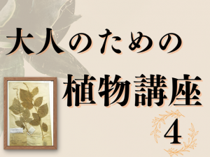 延期決定9/15(日)→12/1（日） 大人のための植物講座 4 「自然史博物館の植物標本とはどうあるべきか」