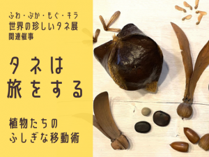 【世界の珍しいタネ展 関連催事】タネは旅をする ―植物たちのふしぎな移動術