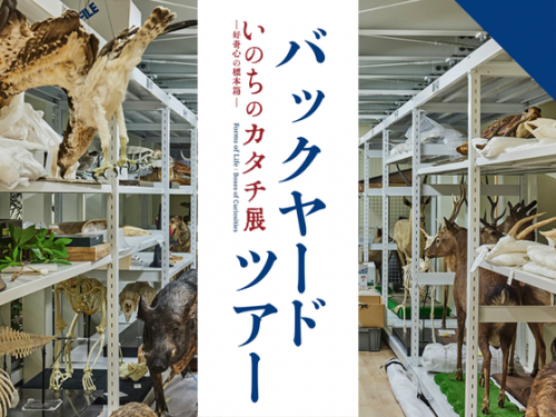 「いのちのカタチ展-好奇心の標本箱-」バックヤードツアー