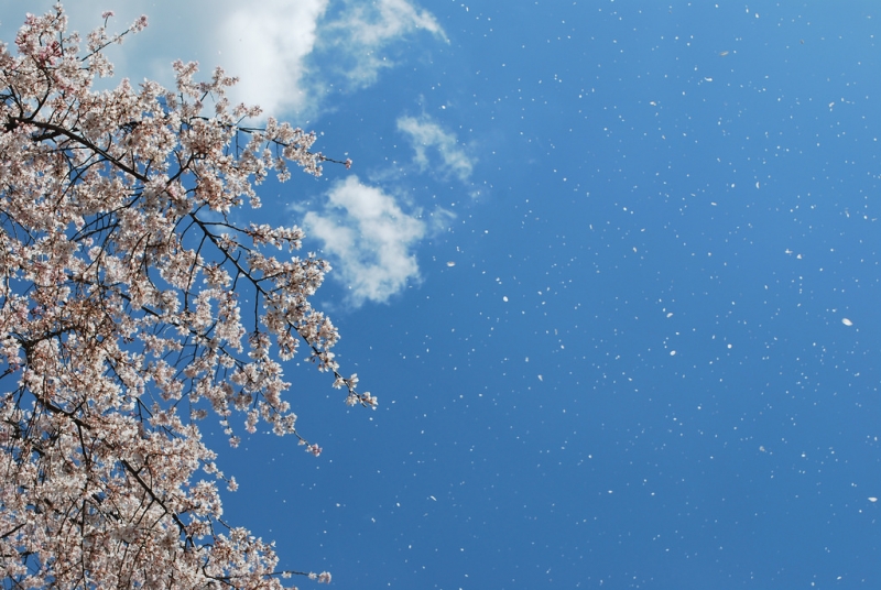 新海誠展 関連催事「紙吹雪制作＆桜吹雪体感ワークショップ」