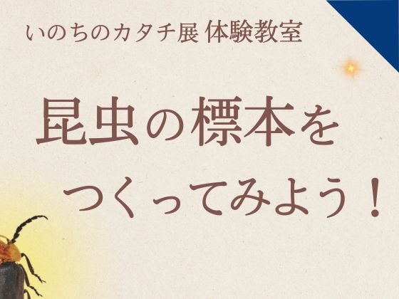 2/8体験教室「昆虫の標本をつくってみよう！」