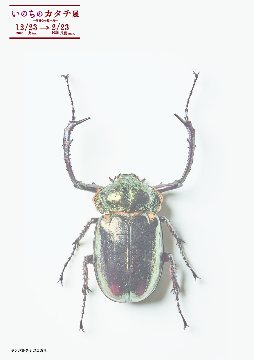 ヤンバルテナガコガネ