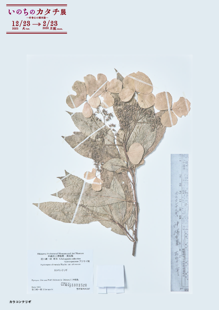 カラコンテリギ