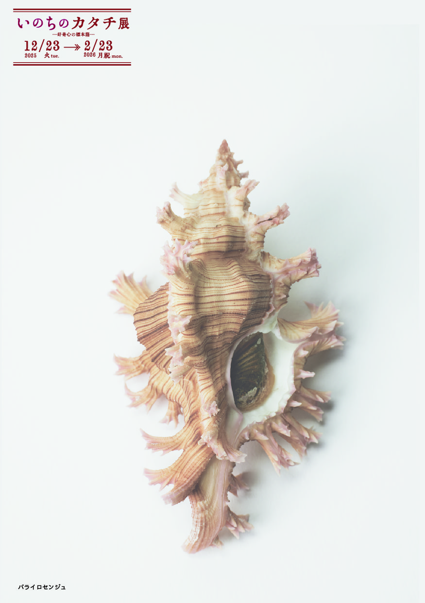 バライロセンジュ