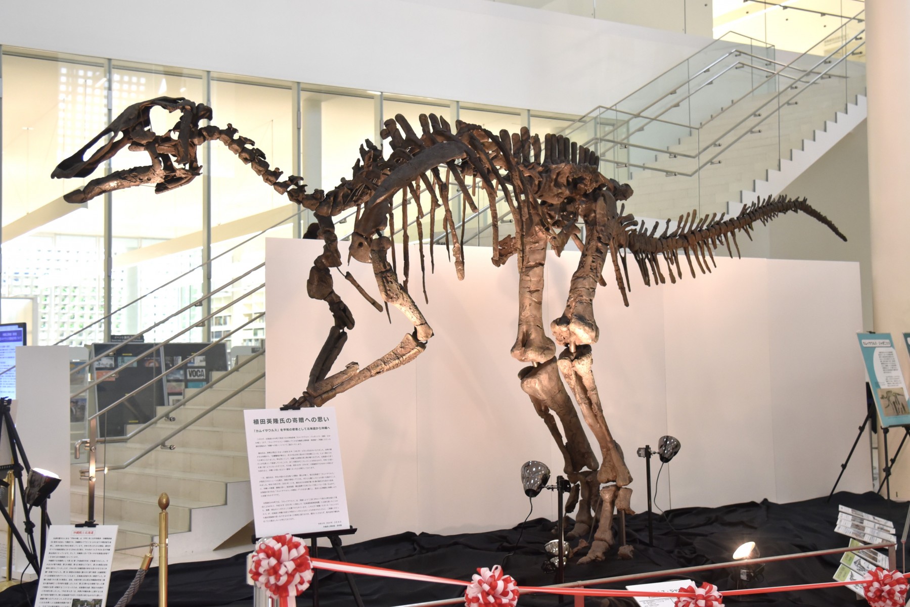 カムイサウルス 化石標本