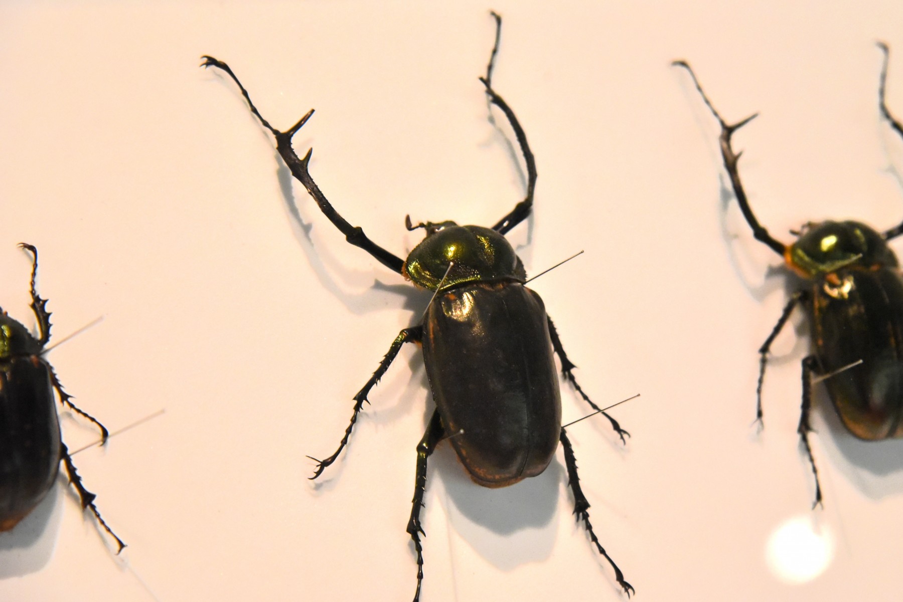 ヤンバルテナガコガネ