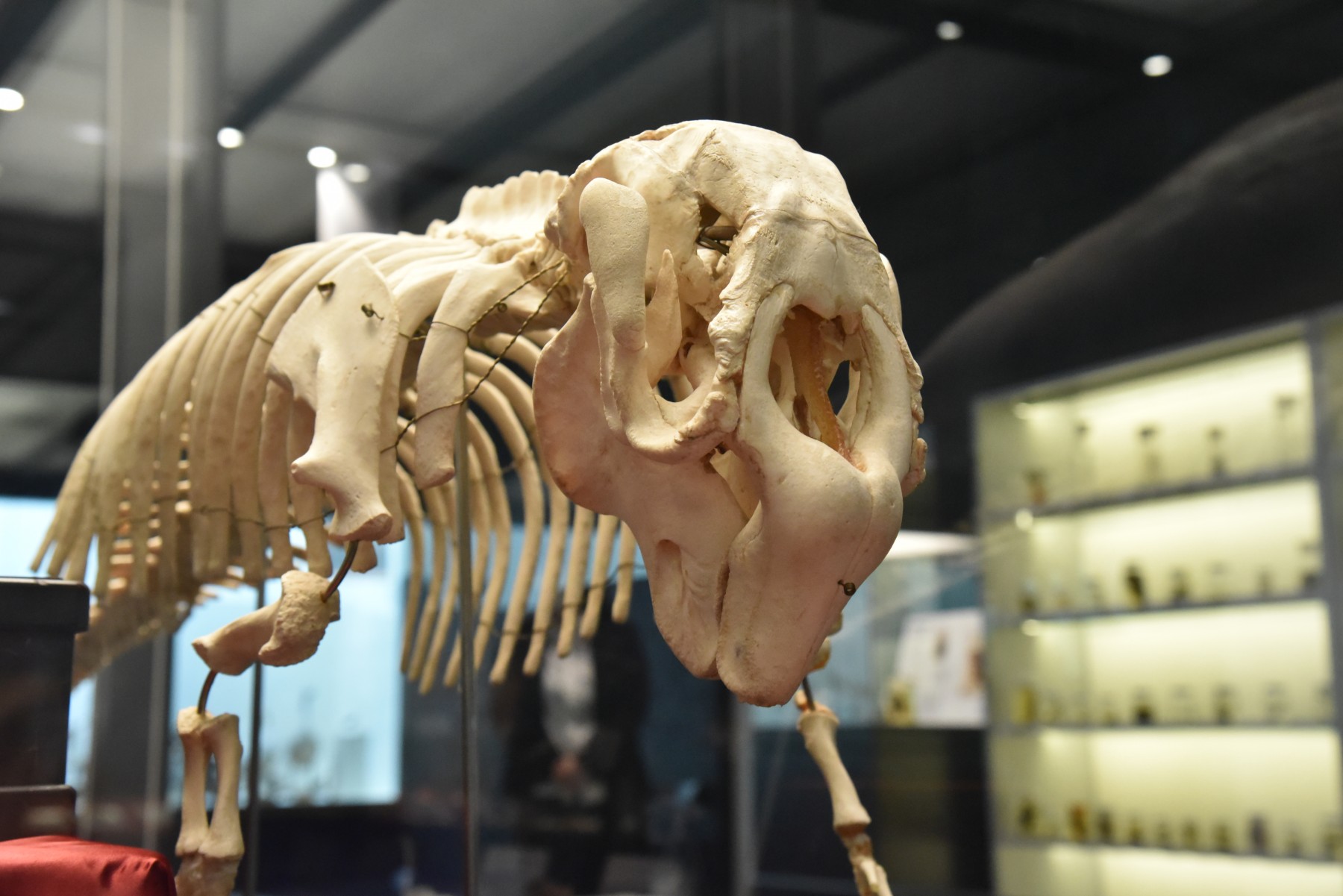 ジュゴンの骨格標本