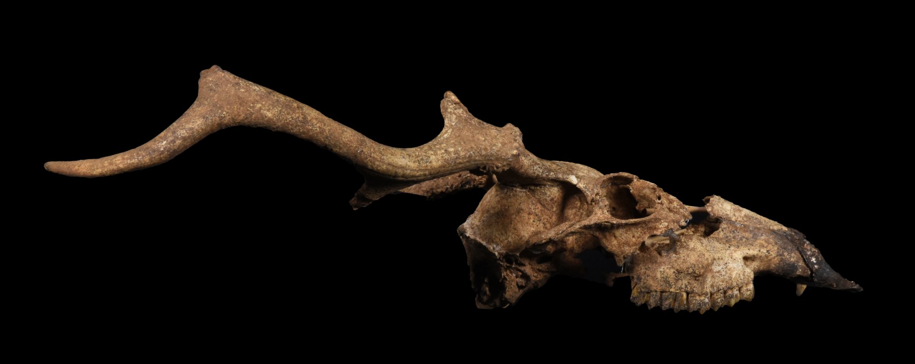 久米島町下地原洞穴から出土したリュウキュウジカ（オス）の頭蓋骨