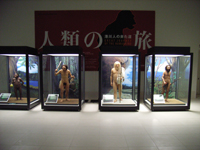 完成した復元模型4体。左からルーシー、北京原人、ネアンデルタール人、港川人。