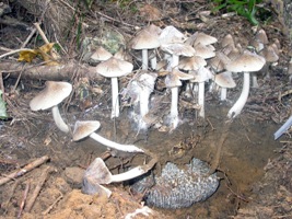 写真２　オオシロアリタケと地中にある菌園（2005年６月10日　西表島古見で撮影）