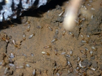 写真3　地中の巣（空洞の部屋）にいるタイワンシロアリの兵蟻（頭の大きいもの）と職蟻