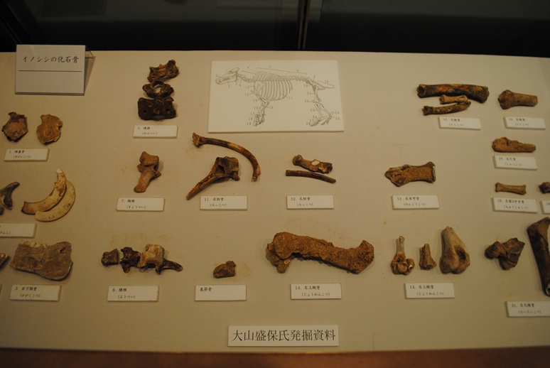 図２大山さんが収集した化石 （八重瀬町立具志頭歴史民俗資料館所蔵）