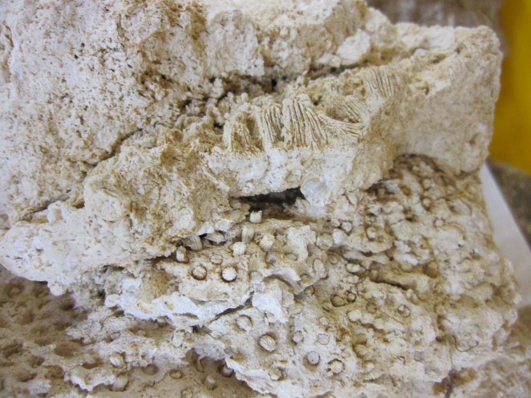 写真１　サンゴ化石