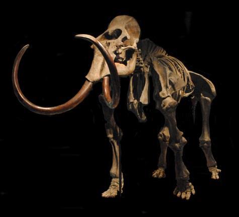 マンモス模型（レプリカ）。氷河期のヨーロッパで新人（ホモ・サピエンス）と共存していた絶滅動物