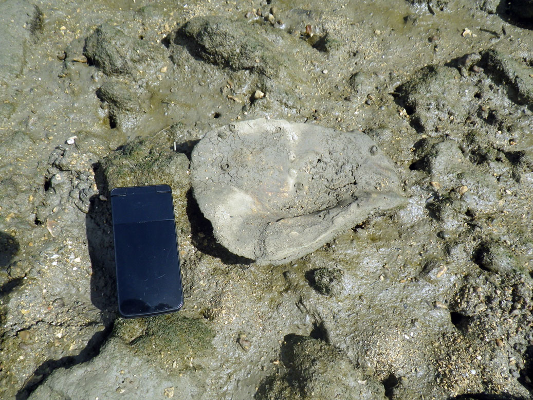 図３　干潟の地表面に見られる貝殻（カキ）