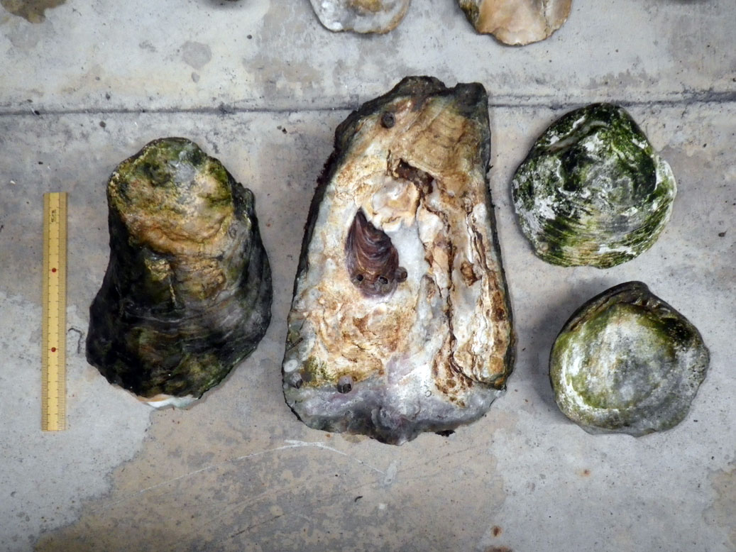 図４　干潟で採集した貝殻。左２点はカキ、右２点はシレナシジミ。左端のスケールは15cm。