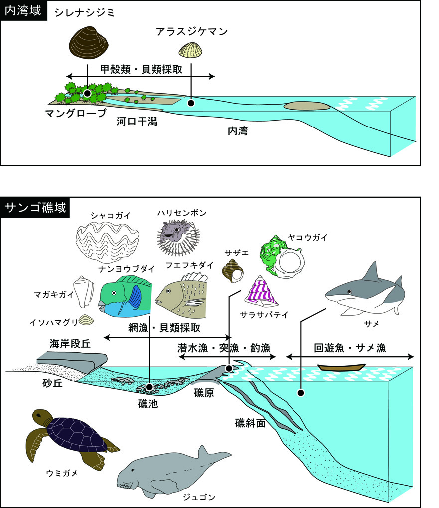 図４　沖縄先史時代における海産資源の利用（上：内湾域・下：サンゴ礁域）