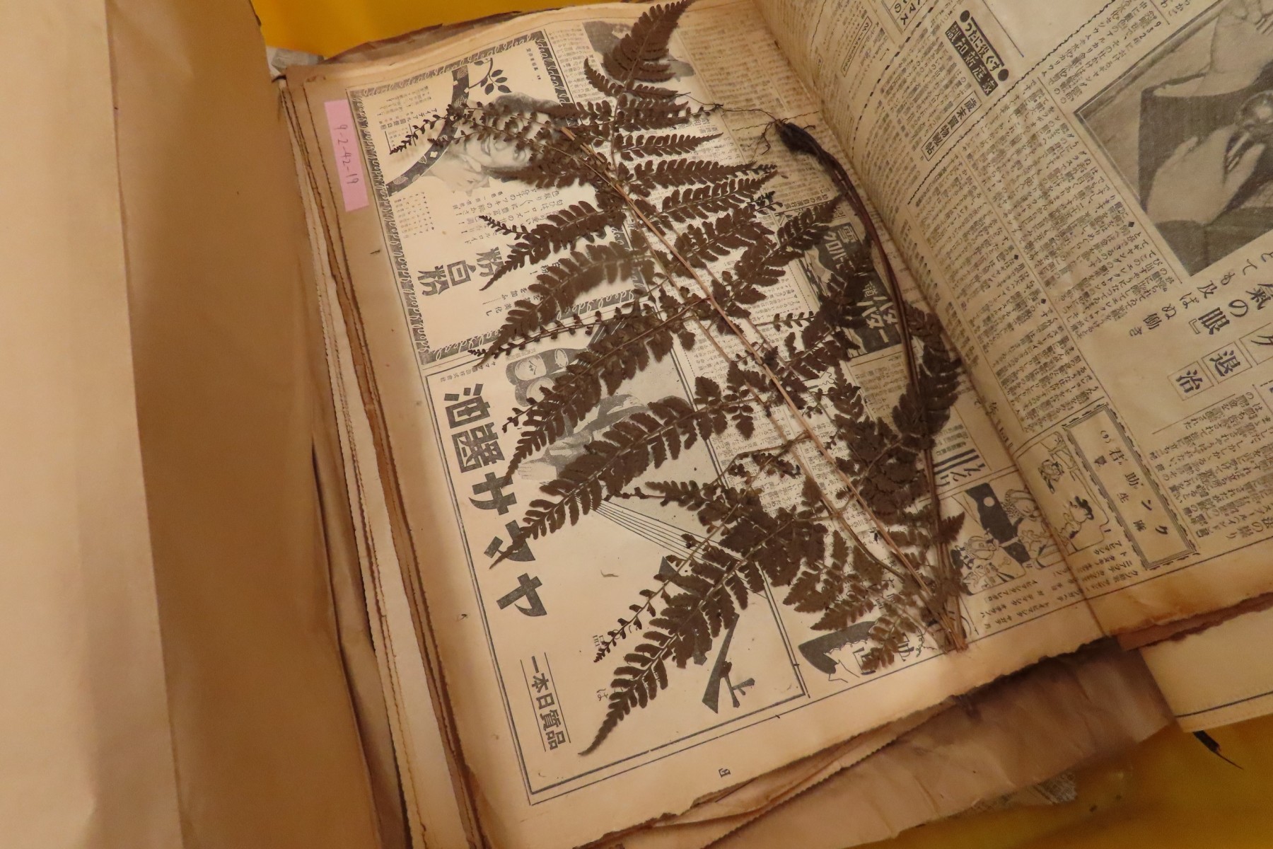 図1 大正時代の新聞に挟まれた標本