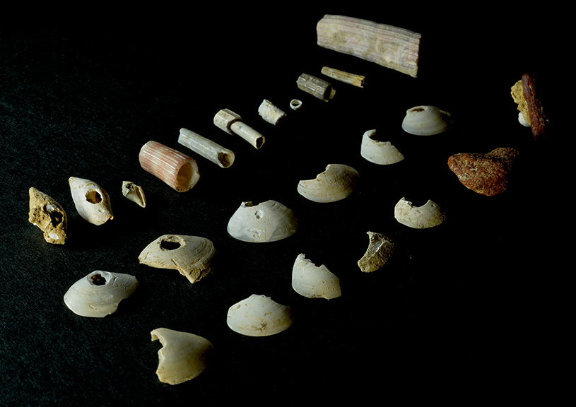 図５ サキタリ洞遺跡から出土した旧石器時代の貝ビーズと顔料