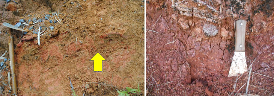 図7 地層中に形成された褐鉄鉱（鬼板）（左：国頭村安波）と火山岩が風化して形成された赤土（右：久米島）。