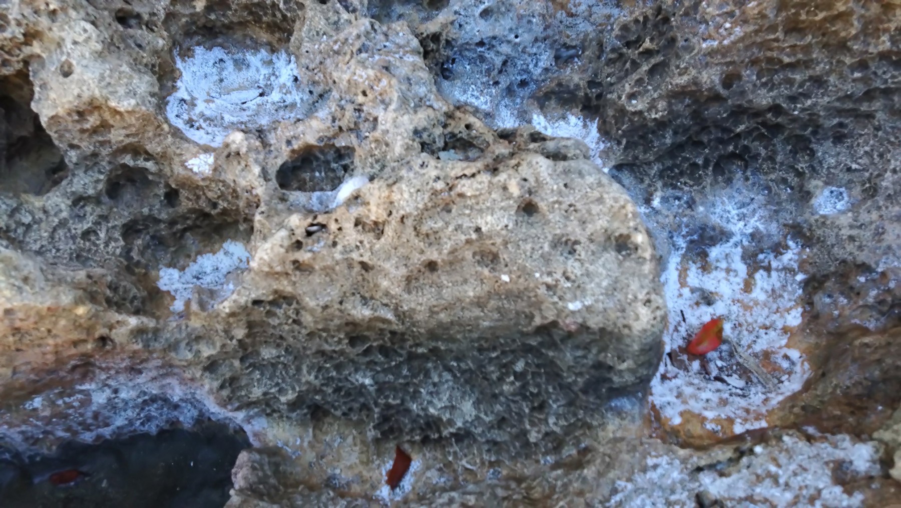 写真３　具志頭浜のマースブリに析出した塩（白く見える部分）