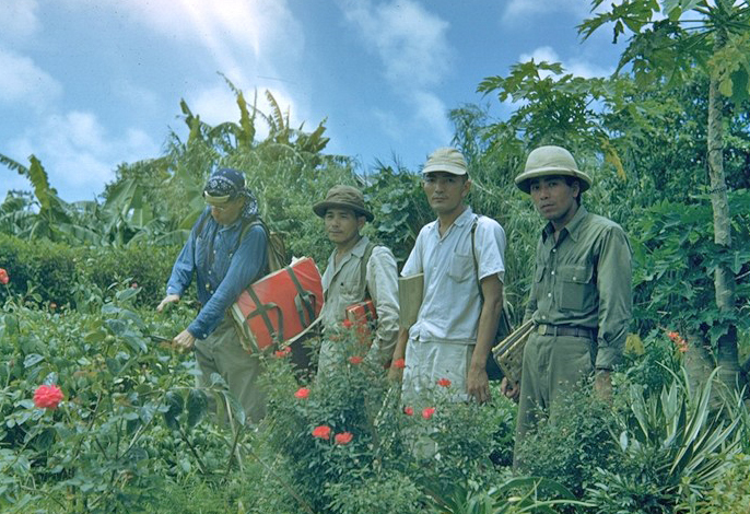 SIRI の植物調査の際のスナップ