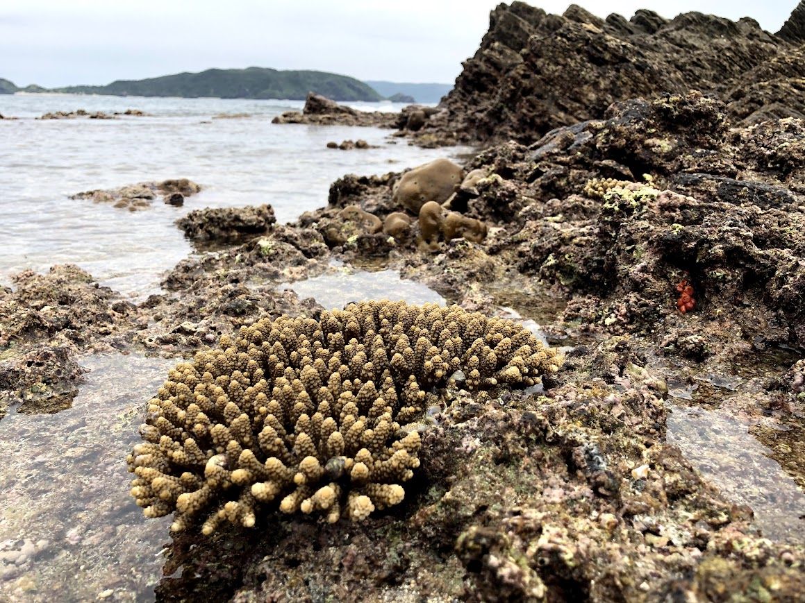 阿嘉島端崎の海岸（2021年3月31日）