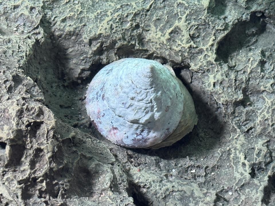 サラサバテイラ