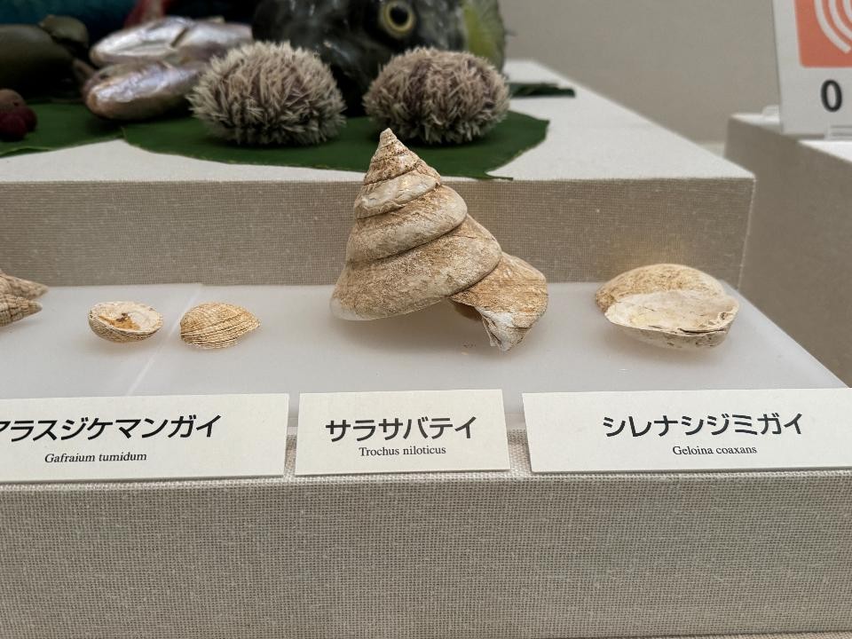 貝塚出土のサラサバテイラ