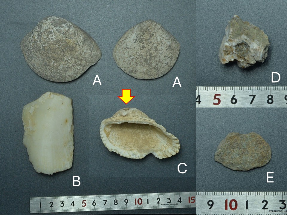 コテ遺跡採集遺物
