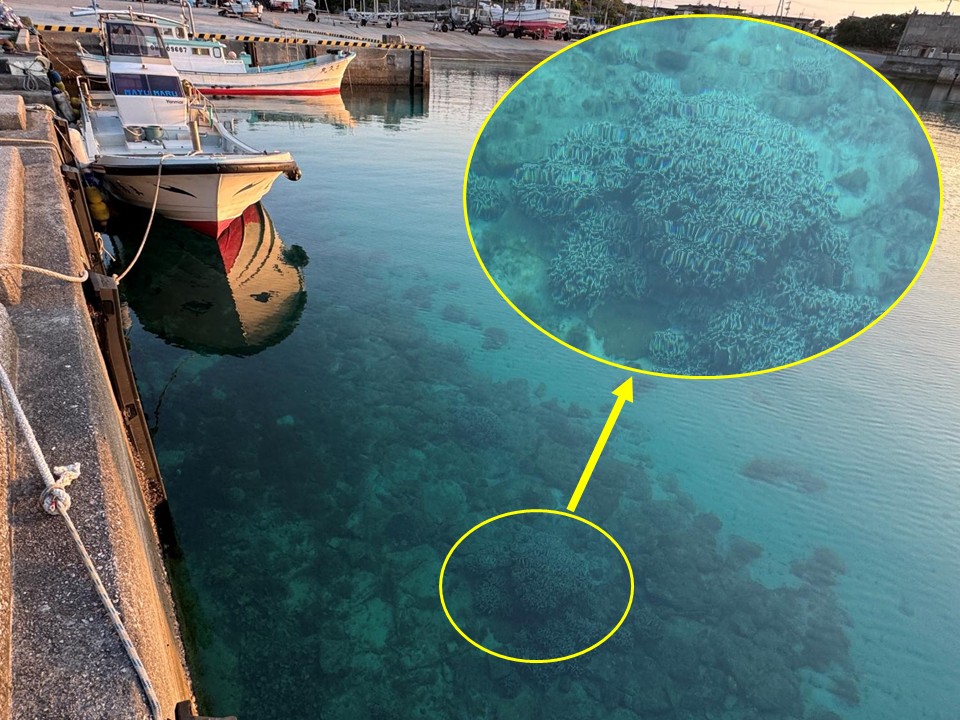 漁港内に係留してある漁船のすぐそばでもサンゴが生育