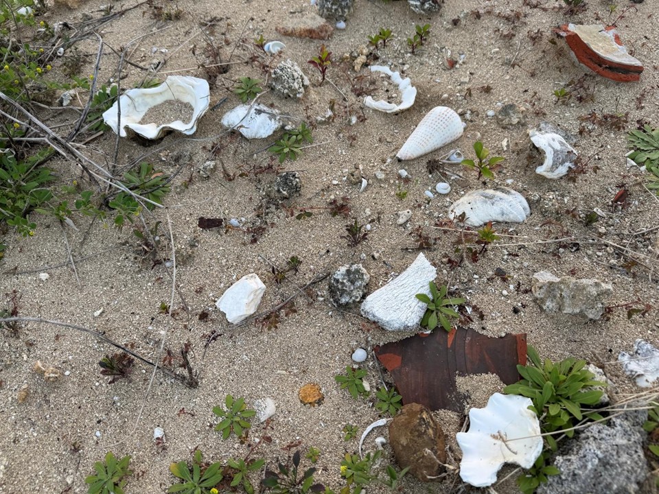 現在でもシャコガイやイモガイなどが散らばっている
