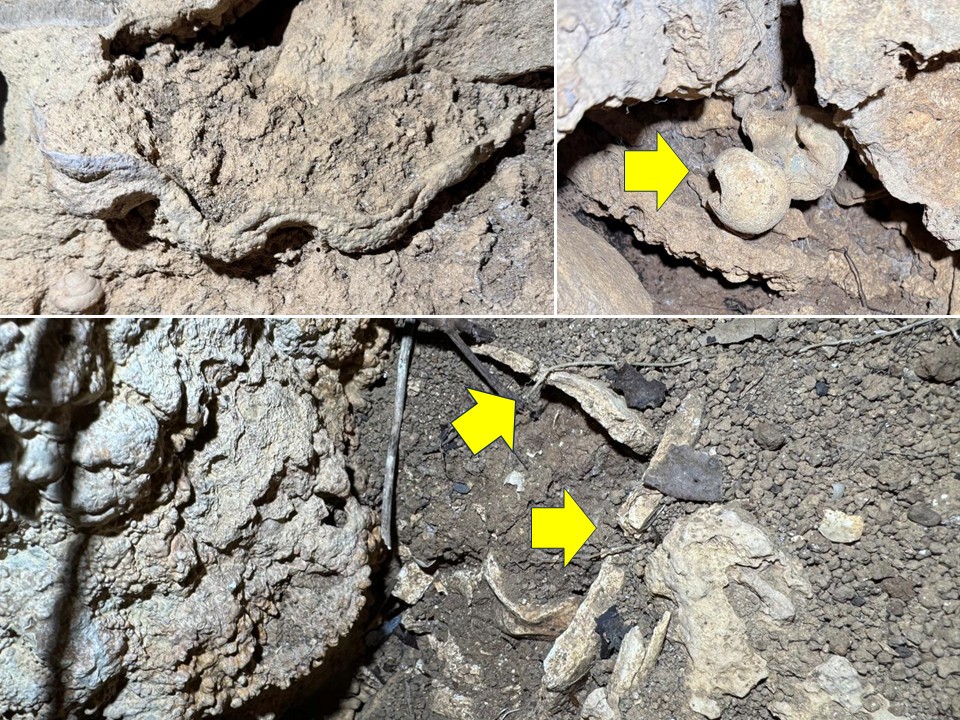 シャコガイ(上左)や大腿骨(上右:矢印部分)、 頭骨(下:矢印部分)