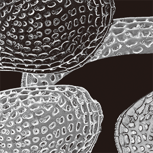 みんなの知らない「カイケイチュウ」の世界