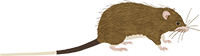 ケナガネズミ