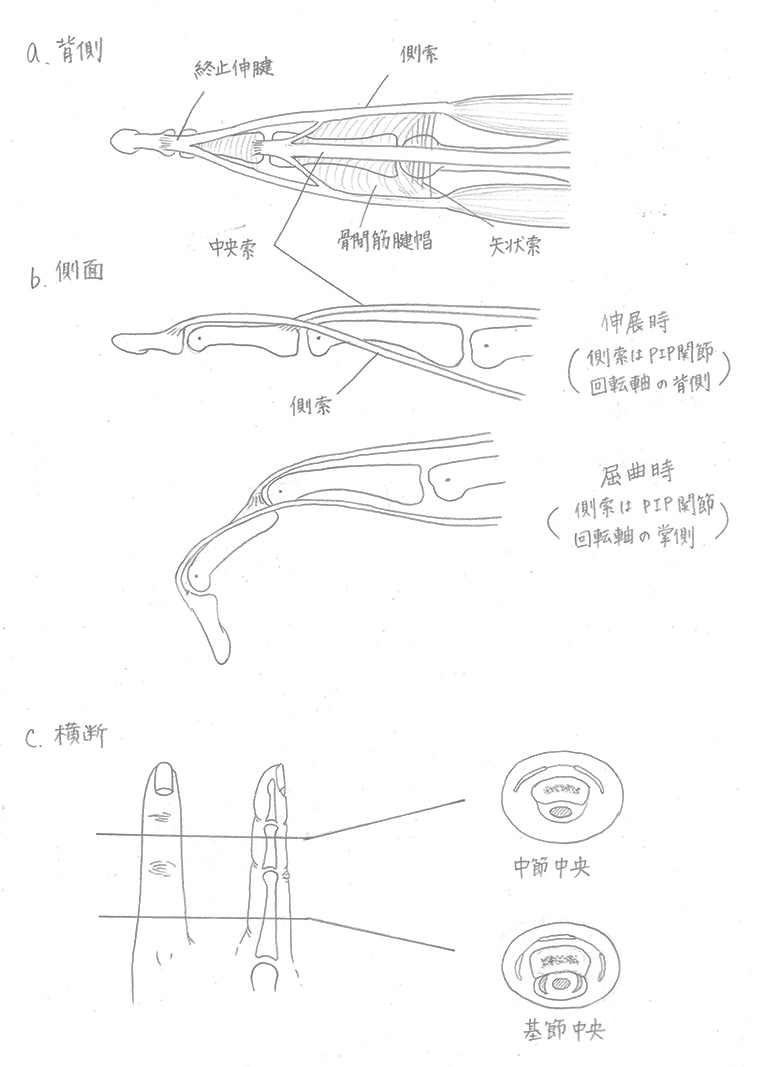 指の骨と腱の走行の図