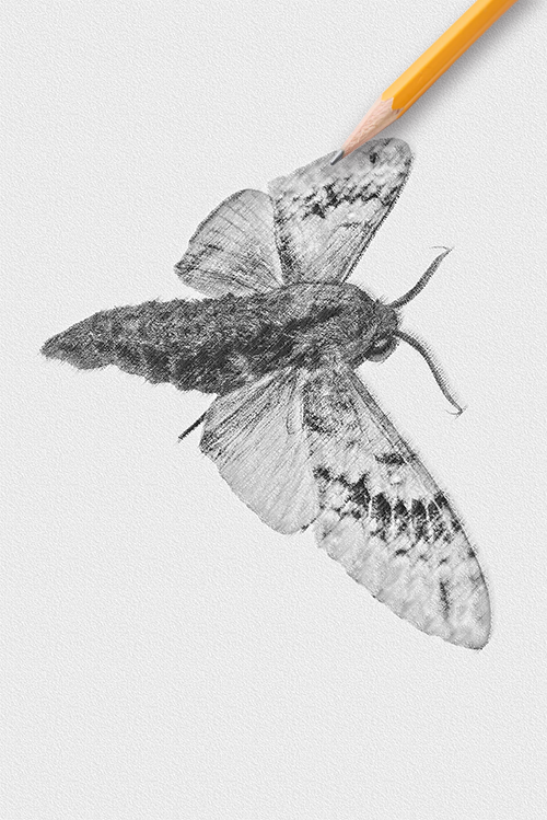 標本をスケッチしてみよう