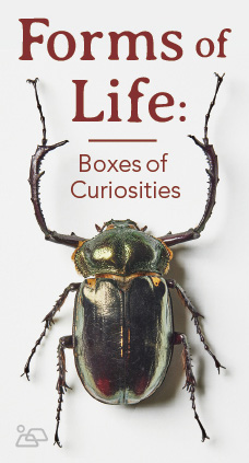 ヤンバルテナガコガネ