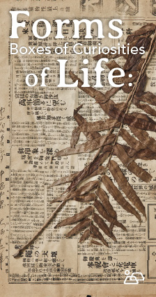 ヤンバルタマシダ