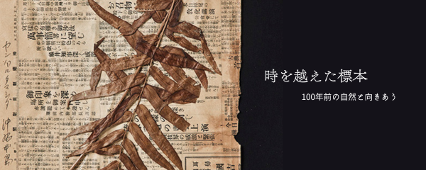 時を越えた標本　100年前の自然と向き合う