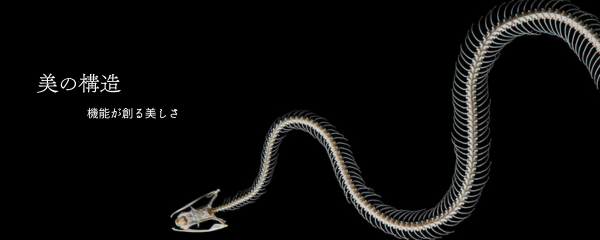 美の構造ー機能が創る美しさ