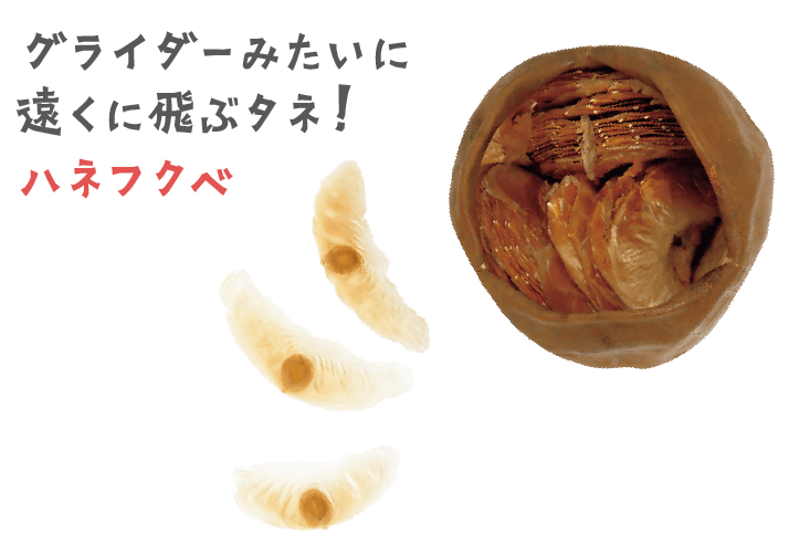 グライダーみたいに 遠くに飛ぶタネ！ハネフクベ