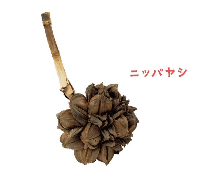 ニッパヤシ